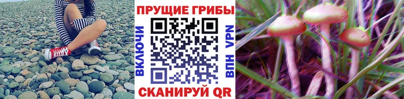 купить  сайты  Славянск-на-Кубани  Галлюциногенные грибы мухоморы 